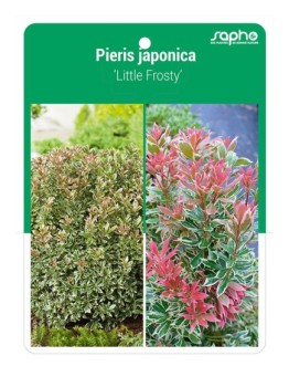 Pieris japonica 'Little Frosty'