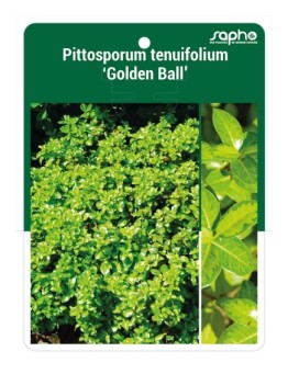 Pittosporum tenuifolium 'Golden Ball'
