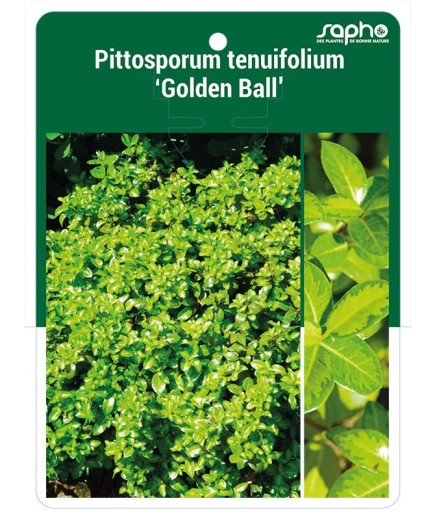 Pittosporum tenuifolium 'Golden Ball'