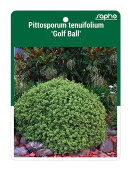 Pittosporum tenuifolium 'Golf Ball'