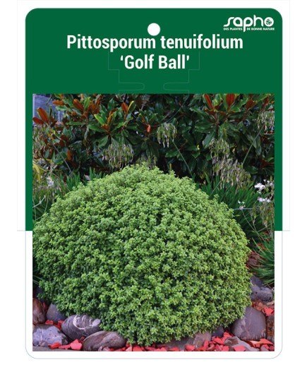 Pittosporum tenuifolium 'Golf Ball'