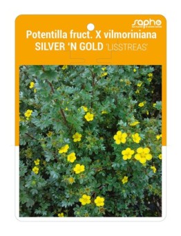 Potentilla fruct. X vilmoriniana SILVER 'N GOLD 'LISSTREAS'