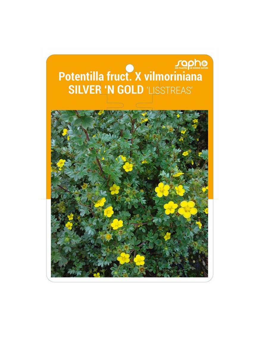 Potentilla fruct. X vilmoriniana SILVER 'N GOLD 'LISSTREAS'