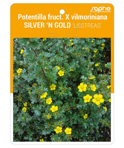 Potentilla fruct. X vilmoriniana SILVER 'N GOLD 'LISSTREAS'