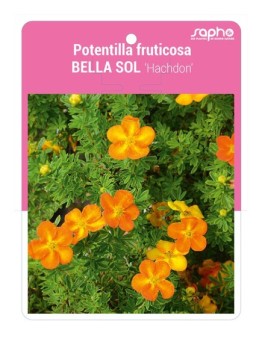 Potentilla fruticosa BELLA SOL 'Hachdon'