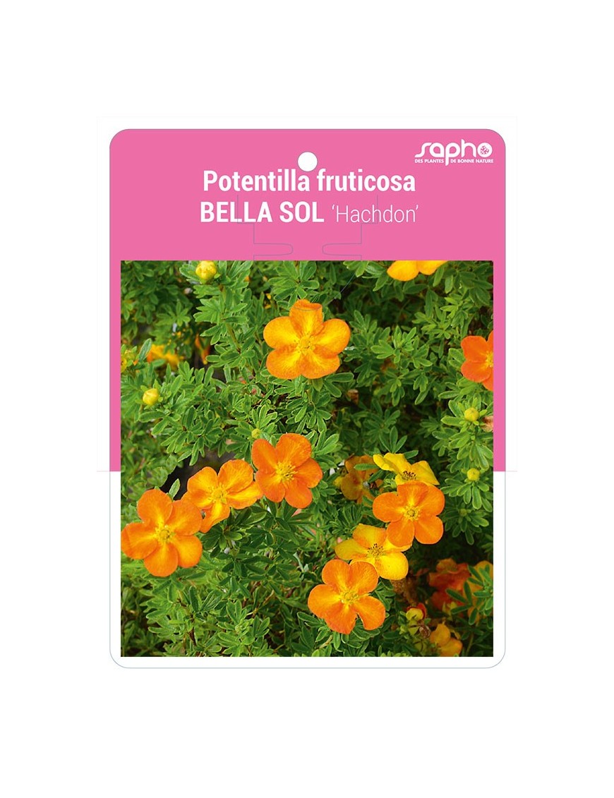 Potentilla fruticosa BELLA SOL 'Hachdon'