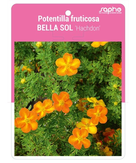 Potentilla fruticosa BELLA SOL 'Hachdon'