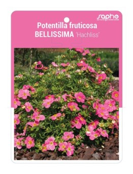 Potentilla fruticosa BELLISSIMA ‘Hachliss’
