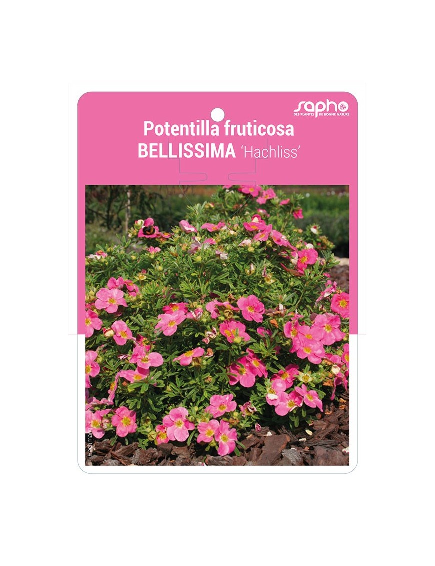 Potentilla fruticosa BELLISSIMA ‘Hachliss’