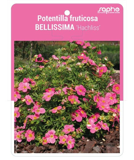 Potentilla fruticosa BELLISSIMA ‘Hachliss’