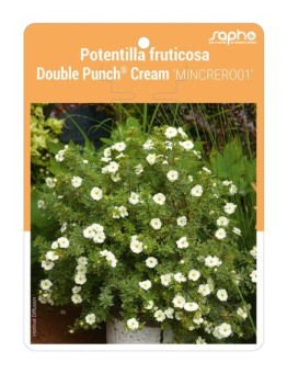 Potentilla fruticosa Double Punch® Cream 'MINCRERO01'
