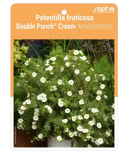 Potentilla fruticosa Double Punch® Cream 'MINCRERO01'