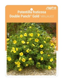 Potentilla fruticosa Double Punch® Gold 'MINJAU03'
