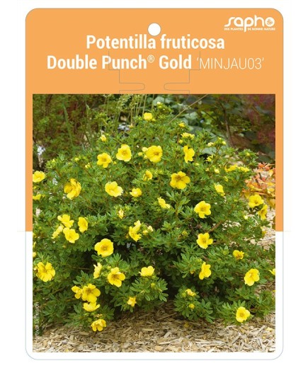 Potentilla fruticosa Double Punch® Gold 'MINJAU03'