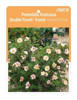 Potentilla fruticosa Double Punch® Pastel 'MINCRERO04'