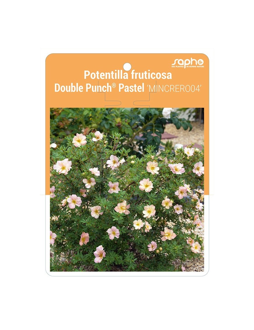 Potentilla fruticosa Double Punch® Pastel 'MINCRERO04'