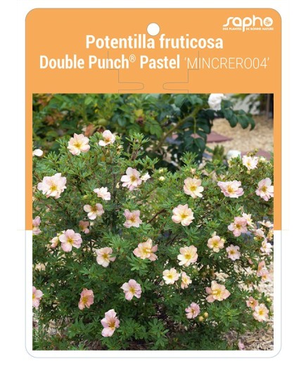 Potentilla fruticosa Double Punch® Pastel 'MINCRERO04'