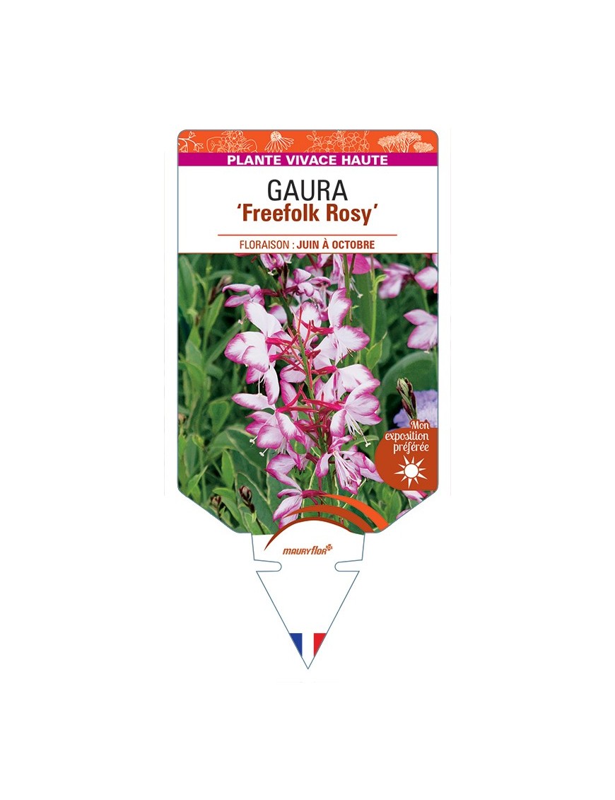 GAURA (lindheimeri) Freefolk Rosy