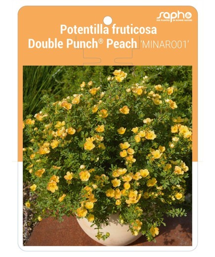 Potentilla fruticosa Double Punch® Peach 'MINARO01'