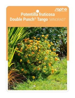 Potentilla fruticosa Double Punch® Tango 'MINORA07'