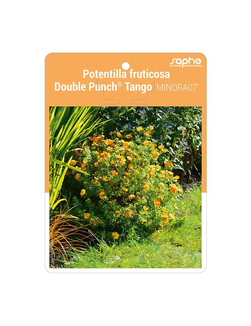 Potentilla fruticosa Double Punch® Tango 'MINORA07'