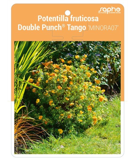 Potentilla fruticosa Double Punch® Tango 'MINORA07'