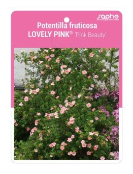 Potentilla fruticosa LOVELY PINK® 'Pink Beauty'