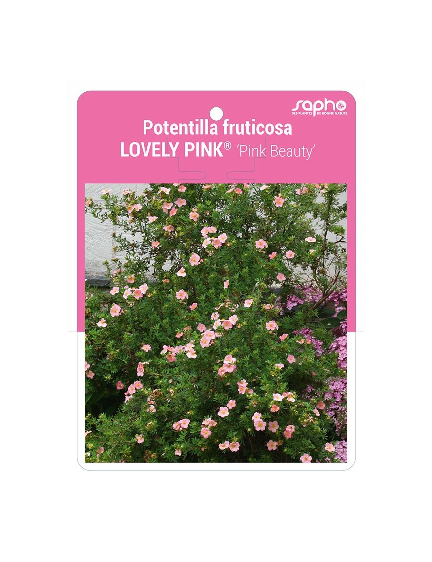 Potentilla fruticosa LOVELY PINK® 'Pink Beauty'