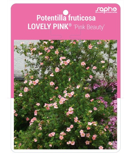 Potentilla fruticosa LOVELY PINK® 'Pink Beauty'