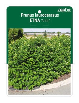 Prunus laurocerasus ETNA 'Anbri' *