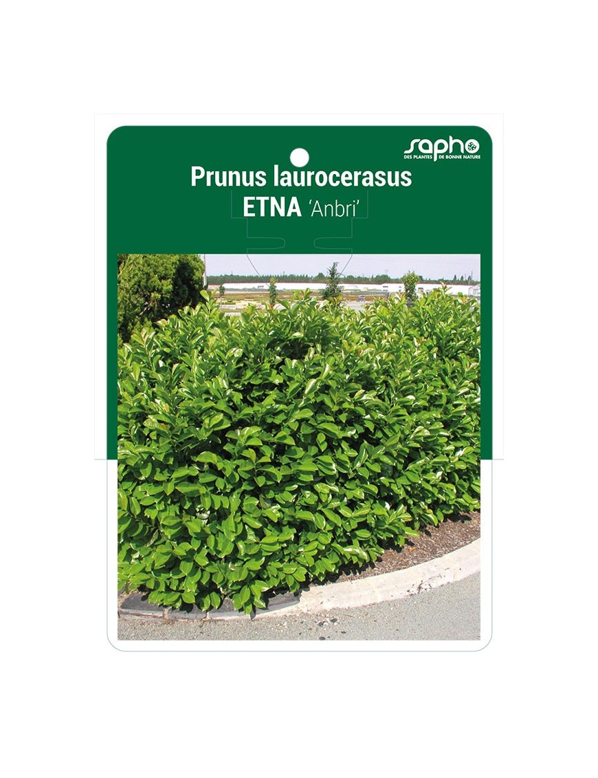 Prunus laurocerasus ETNA 'Anbri' *