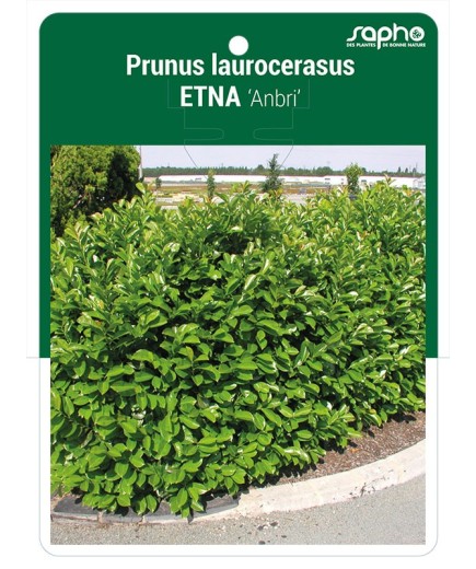 Prunus laurocerasus ETNA 'Anbri' *