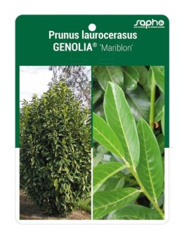 Prunus laurocerasus GENOLIA® 'Mariblon'