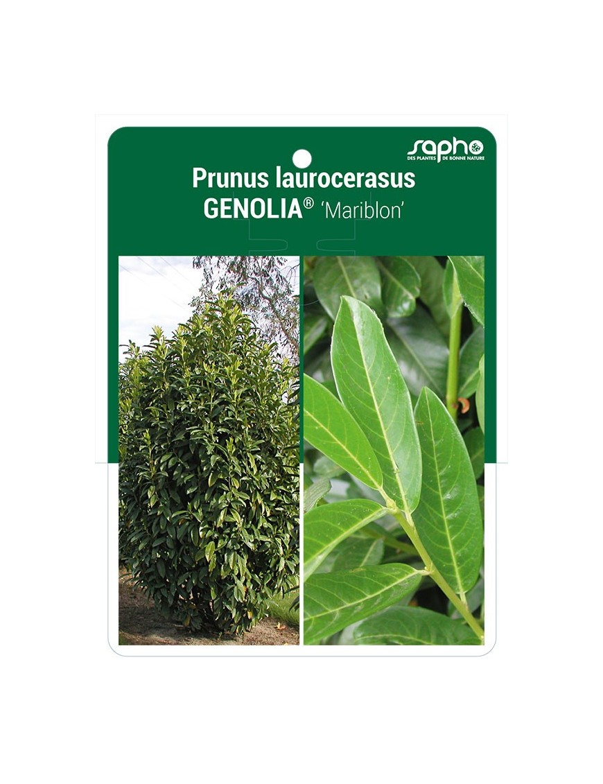 Prunus laurocerasus GENOLIA® 'Mariblon'
