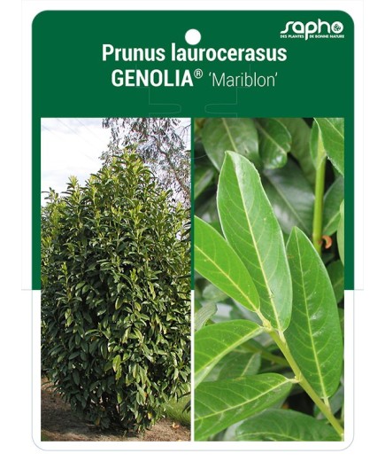 Prunus laurocerasus GENOLIA® 'Mariblon'