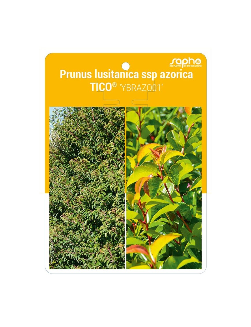 Prunus lusitanica ssp azorica TICO® 'YBRAZO01'