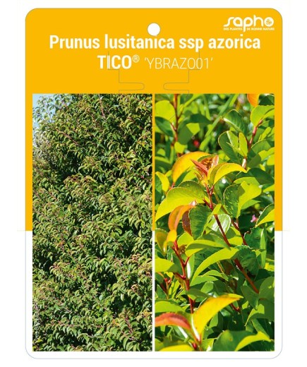 Prunus lusitanica ssp azorica TICO® 'YBRAZO01'