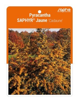 Pyracantha SAPHYR® Jaune ‘Cadaune’