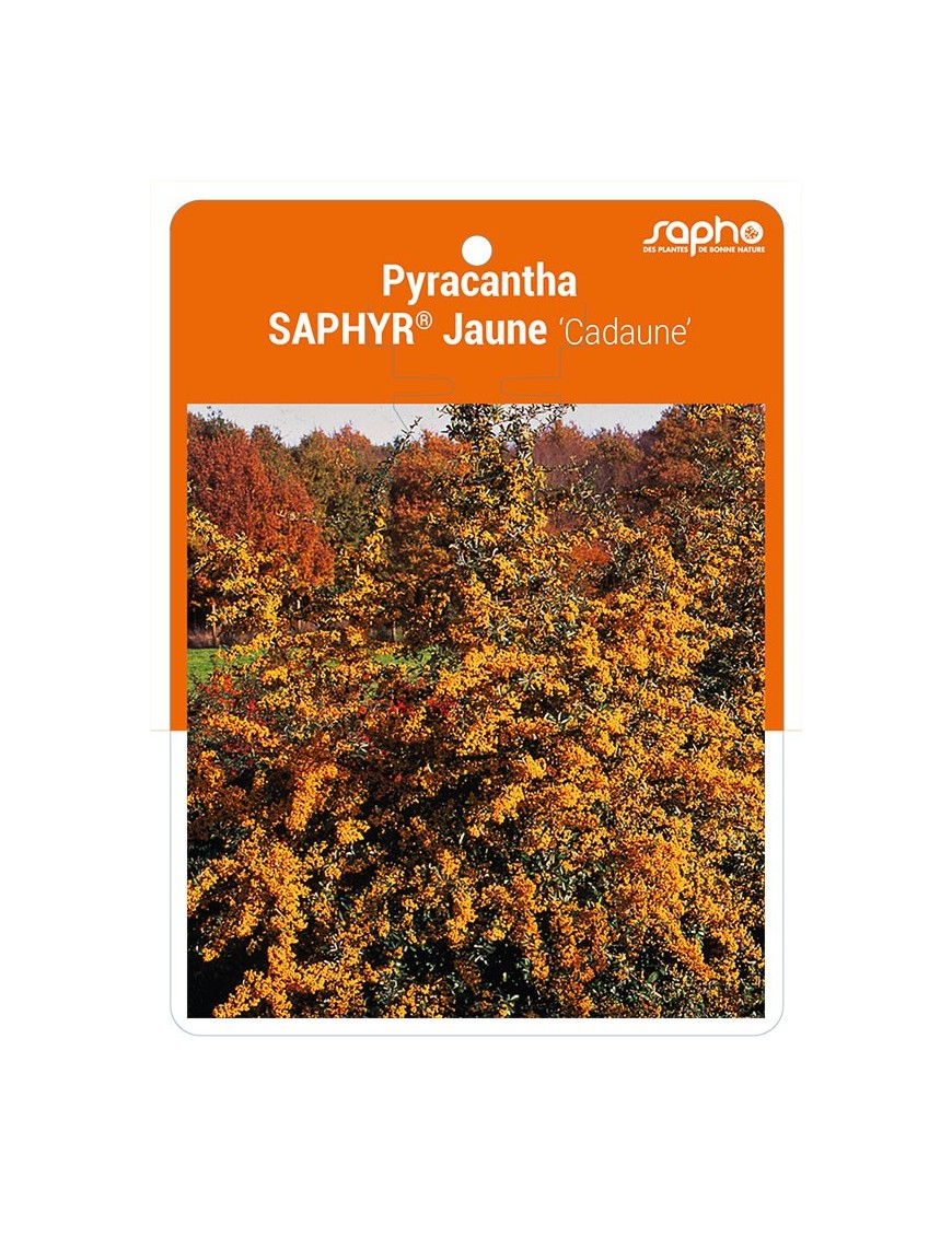 Pyracantha SAPHYR® Jaune ‘Cadaune’