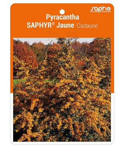 Pyracantha SAPHYR® Jaune ‘Cadaune’