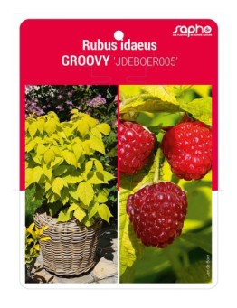 Rubus idaeus GROOVY 'JDEBOER005'