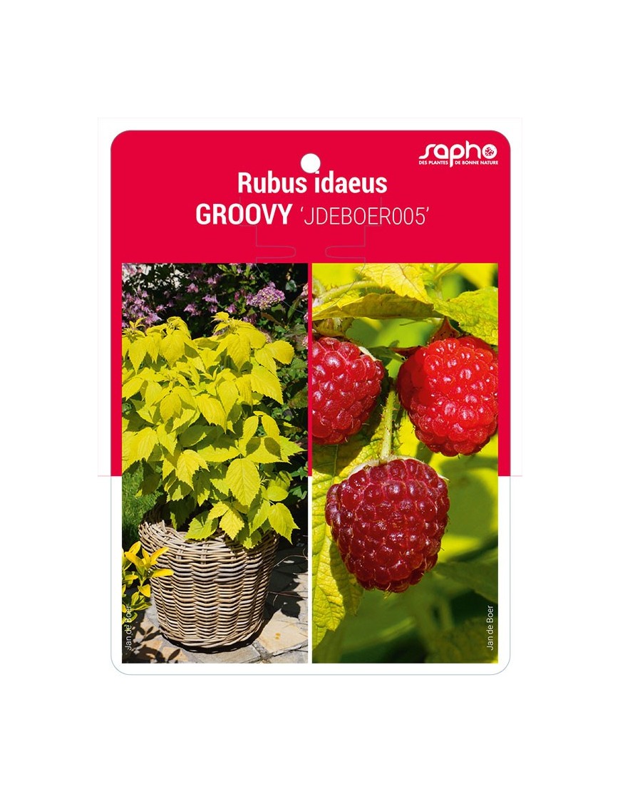 Rubus idaeus GROOVY 'JDEBOER005'