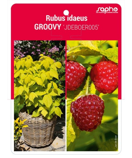 Rubus idaeus GROOVY 'JDEBOER005'