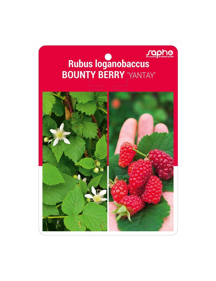 Rubus loganobaccus BOUNTY BERRY 'YANTAY'