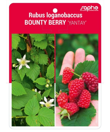 Rubus loganobaccus BOUNTY BERRY 'YANTAY'