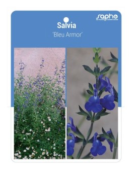 Salvia 'Bleu Armor'