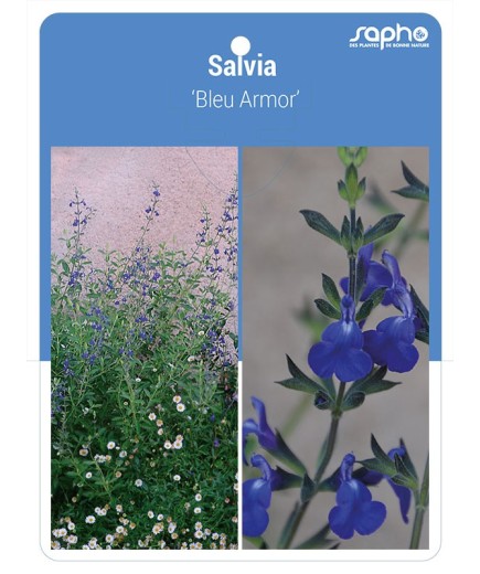 Salvia 'Bleu Armor'
