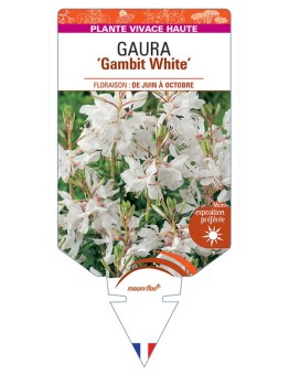 GAURA (lindheimeri) Gambit White