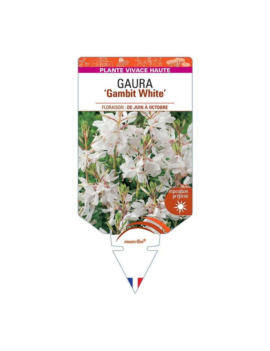 GAURA (lindheimeri) Gambit White