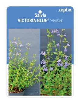Salvia VICTORIA BLUE® 'VIVISAL'